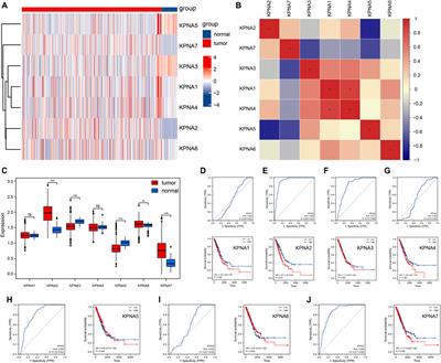 Comprehensive analysis of karyopherin alpha family expression in lung adenocarcinoma: Association with prognostic value and immune homeostasis